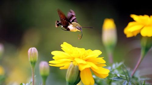 在线观看蜂鸟,空中舞者，自然界的奇迹之旅  第2张